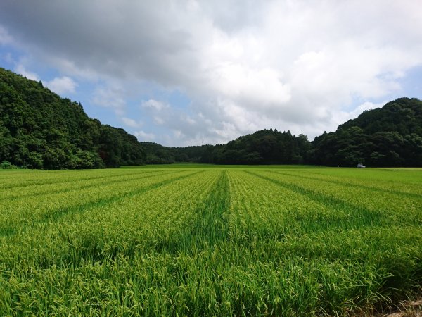 近くののどかな田園風景